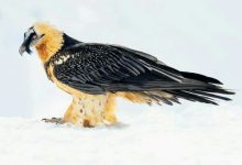 هما یا کرکس استخوان خوار